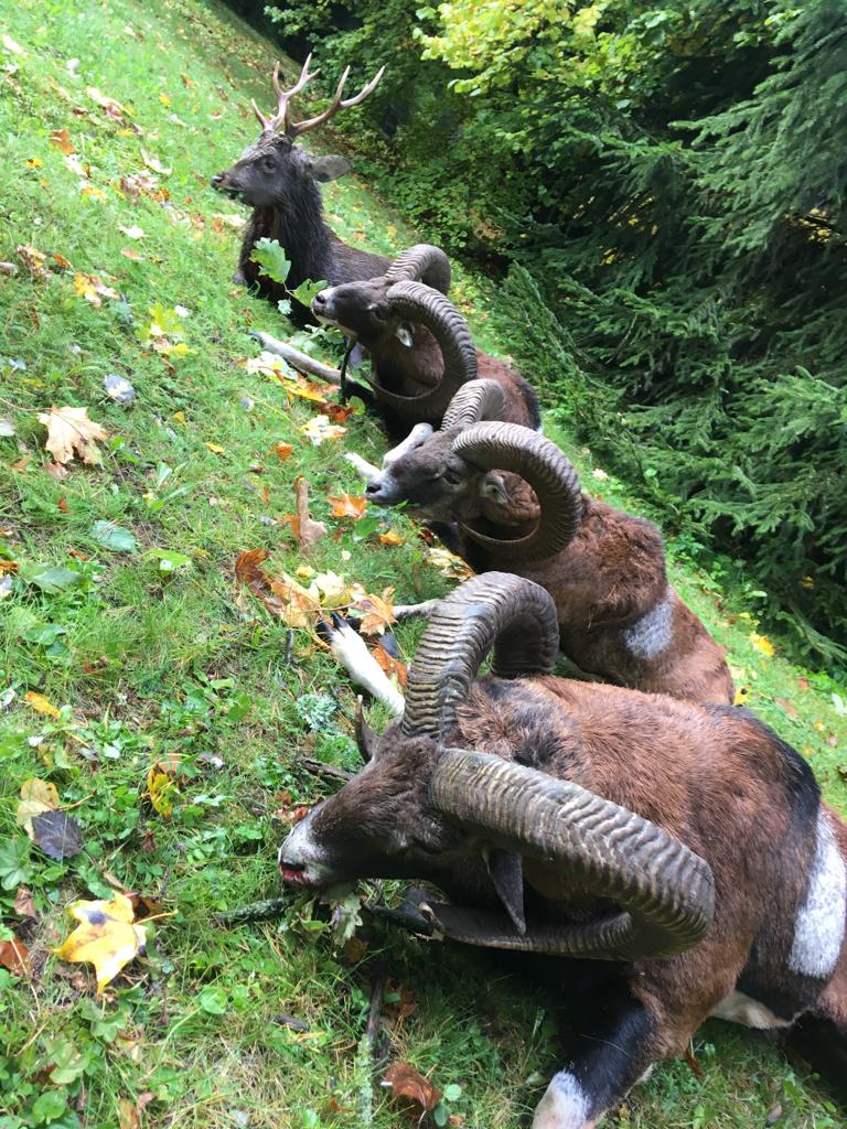 Eine kombinierte Jagd auf Sika und Muffelwidder